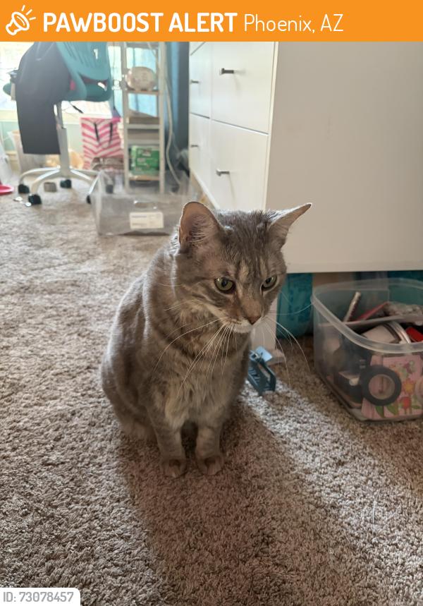 Found/Stray Female Cat last seen Press Coffee on 32nd St and shea, Phoenix, AZ 85028