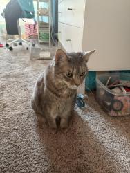Found/Stray Female Cat last seen Press Coffee on 32nd St and shea, Phoenix, AZ 85028