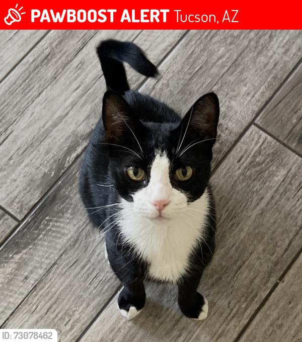 Lost Male Cat last seen Ladera Brisas neighborhood, Tucson, AZ 85745