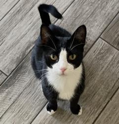 Lost Male Cat last seen Ladera Brisas neighborhood, Tucson, AZ 85745