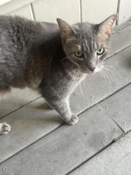 Found/Stray Male Cat last seen W Alabama and flora st, Houston, TX 77046