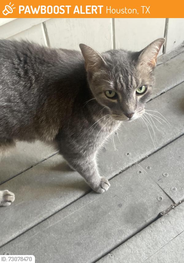 Found/Stray Male Cat last seen W Alabama and flora st, Houston, TX 77046
