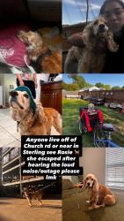 Reunited Female Dog last seen Claude more area, Sterling, VA 20164