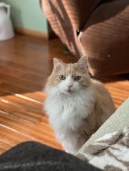 Lost Male Cat last seen Blacklick ridge and streamwater, Blacklick, OH 43004