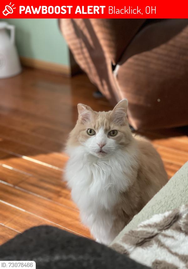Lost Male Cat last seen Blacklick ridge and streamwater, Blacklick, OH 43004