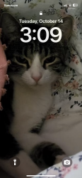 Reunited Female Cat last seen Antioch Bible baptist, Kansas City, MO 64118