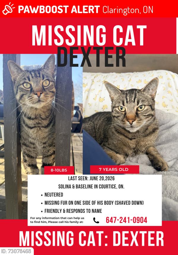 Lost Male Cat last seen Solina / Basline , Clarington, ON 