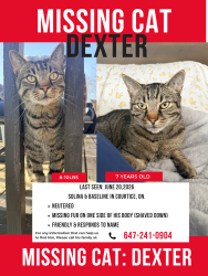 Lost Male Cat last seen Solina / Basline , Clarington, ON 