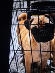 Lost Male Dog last seen Near Roosevelt Ave, San Antonio, TX 78210