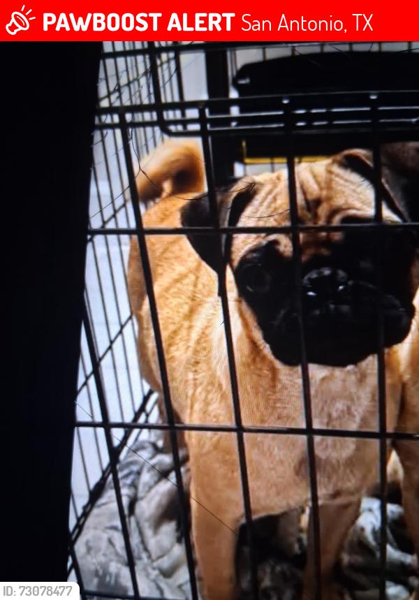 Lost Male Dog last seen Near Roosevelt Ave, San Antonio, TX 78210