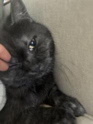 Lost Male Cat last seen Callens, Ventura, CA 93003
