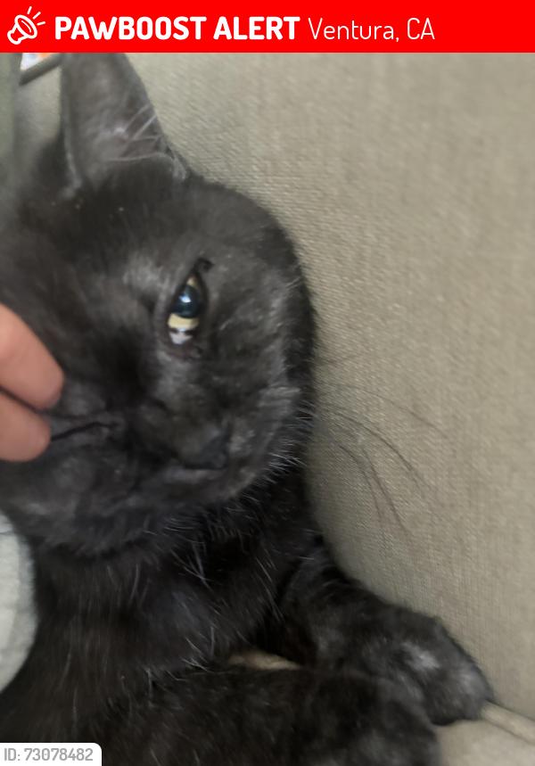 Lost Male Cat last seen Callens, Ventura, CA 93003