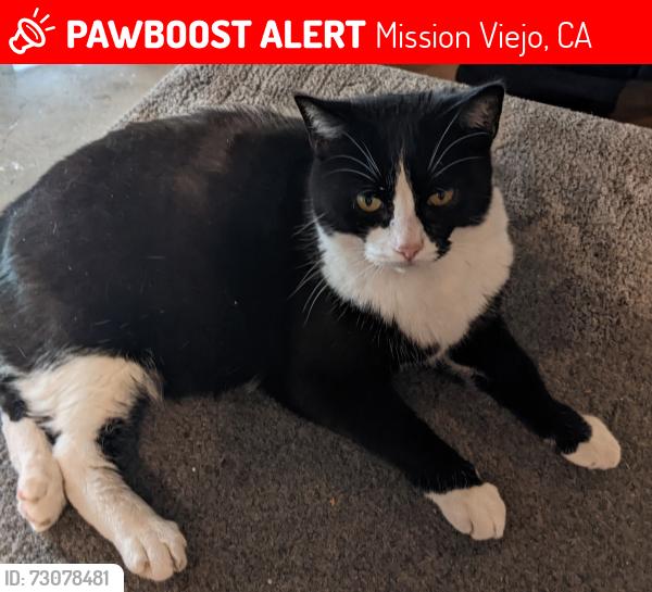 Lost Female Cat last seen La Quilla Lane, Arroyo Trabuco Golf Course, Mission Viejo, CA 92692