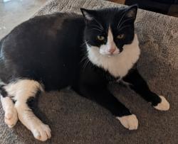 Lost Female Cat last seen La Quilla Lane, Arroyo Trabuco Golf Course, Mission Viejo, CA 92692