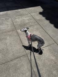 Found/Stray Female Dog last seen 10th ave and Geary, San Francisco, CA 94118