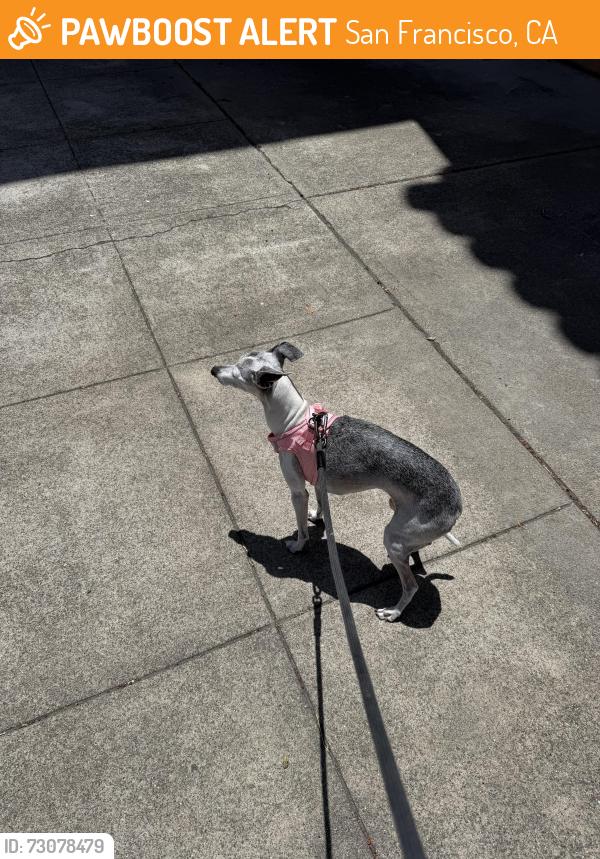 Found/Stray Female Dog last seen 10th ave and Geary, San Francisco, CA 94118