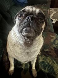 Lost Female Dog last seen Eagle & Repetto, East Los Angeles, CA 90022