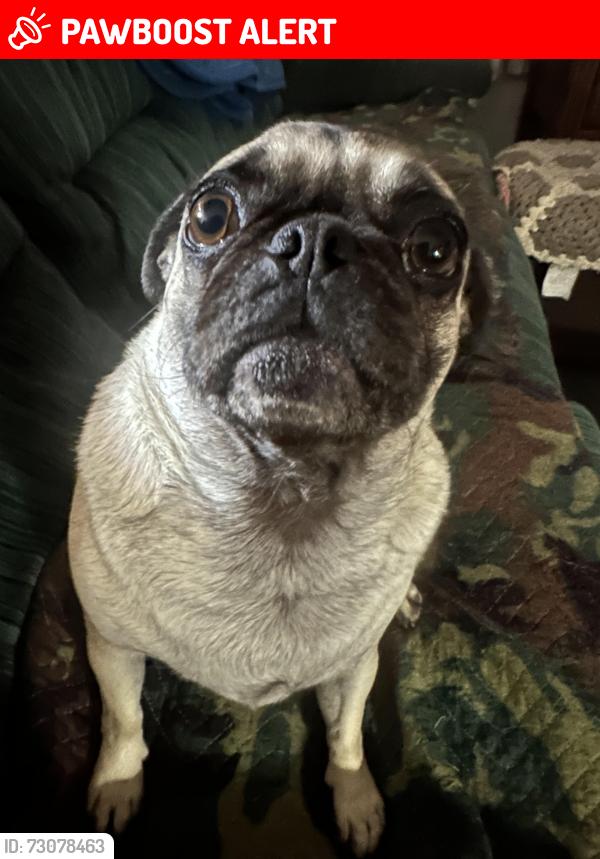 Lost Female Dog last seen Eagle & Repetto, East Los Angeles, CA 90022