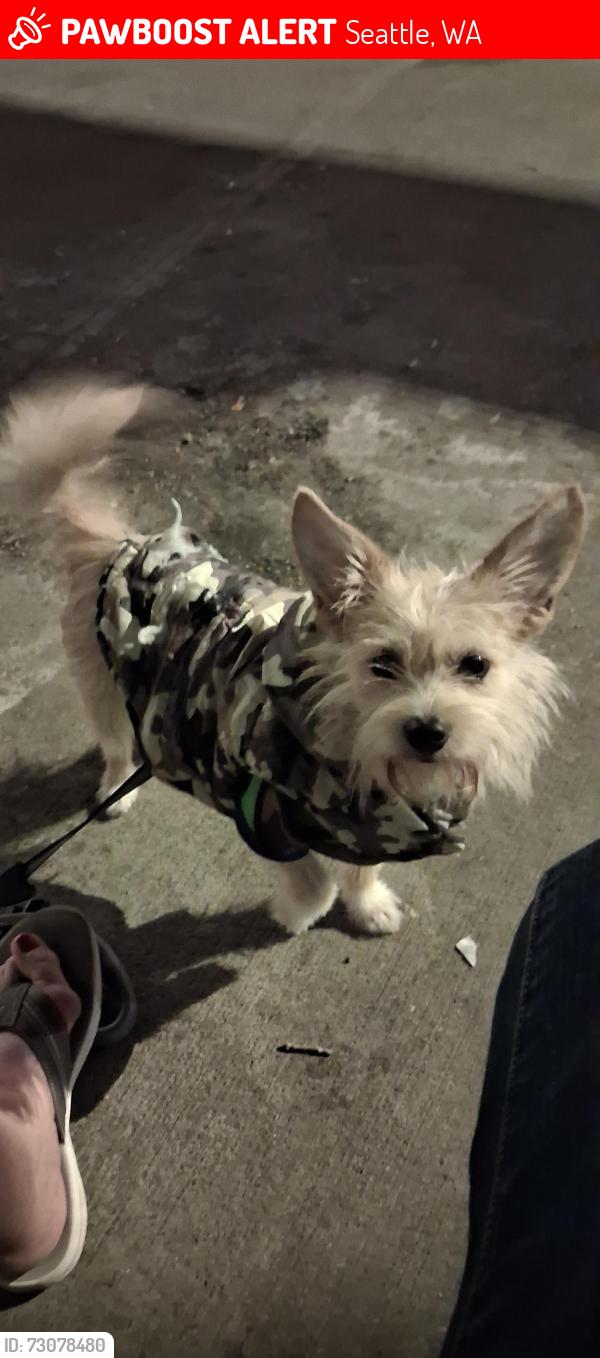 Lost Male Dog last seen Boradway, Seattle, WA 98104