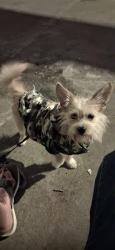 Lost Male Dog last seen Boradway, Seattle, WA 98104