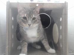 Shelter Stray Male Cat last seen , 2769 Conroy Rd, Orlando, FL 32839, USA