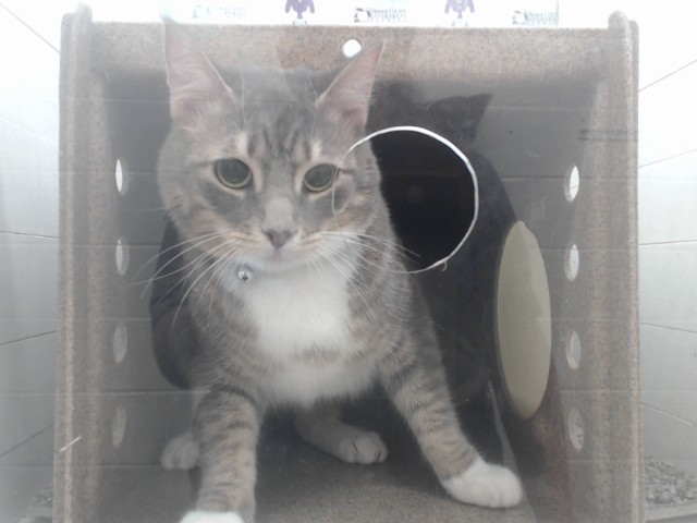 Shelter Stray Male Cat last seen , 2769 Conroy Rd, Orlando, FL 32839, USA