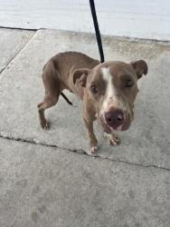 Shelter Stray Female Dog last seen Near BLOCK NW 10TH CT, 3599 NW 79th Ave, Doral, FL 33122, USA