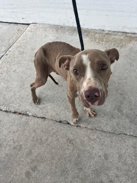 Shelter Stray Female Dog last seen Near BLOCK NW 10TH CT, 3599 NW 79th Ave, Doral, FL 33122, USA
