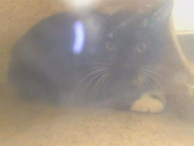 Shelter Stray Male Cat last seen HEDGE AVE/FRUITRIDGE RD, 95829, 3839 Bradshaw Rd, Sacramento, CA 95827, USA