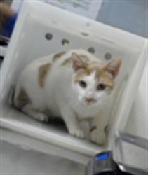 Shelter Stray Male Cat last seen Near BLOCK IVANHOE CT, FAYETTEVILLE NC 28314, 4704 Corporation Dr, Fayetteville, NC 28306, USA