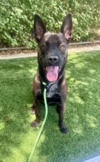 Shelter Stray Male Dog last seen , West Valley Animal Shelter, 20655 Plummer St, Chatsworth, CA 91311, USA