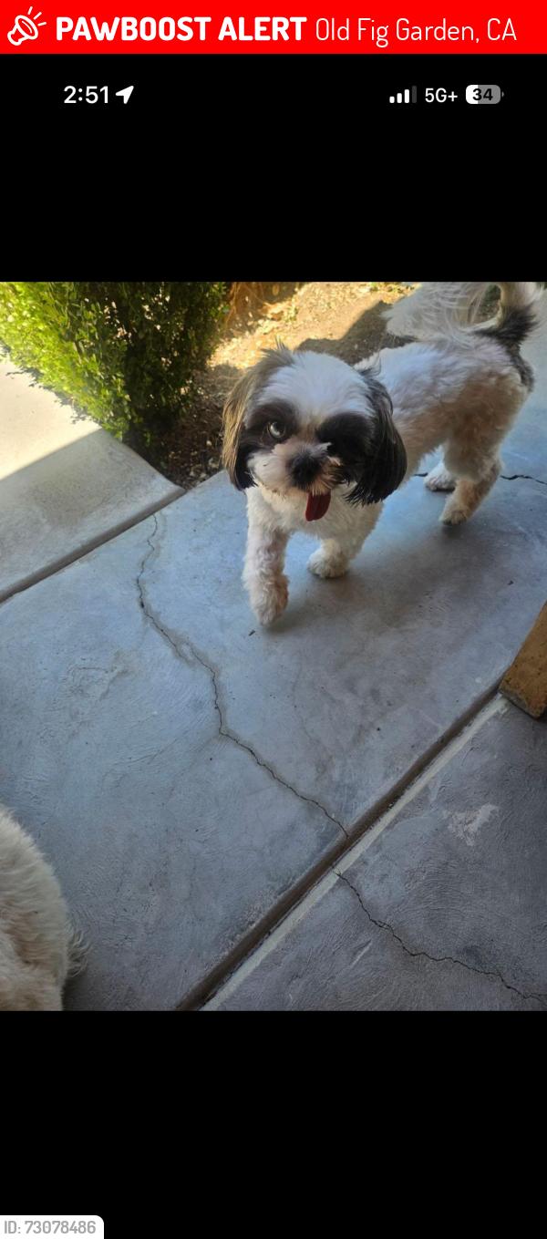 Lost Female Dog last seen Ashlan and Palm Ave, Old Fig Garden, CA 93704