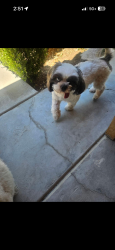 Lost Female Dog last seen Ashlan and Palm Ave, Old Fig Garden, CA 93704
