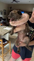 Found/Stray Female Dog last seen Creekview, Northampton, TX 77389