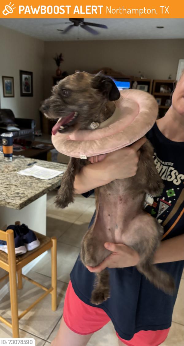 Found/Stray Female Dog last seen Creekview, Northampton, TX 77389