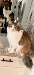 Lost Female Cat last seen Mesa Del Sol, De Kooning & Stryker, Albuquerque, NM 87105