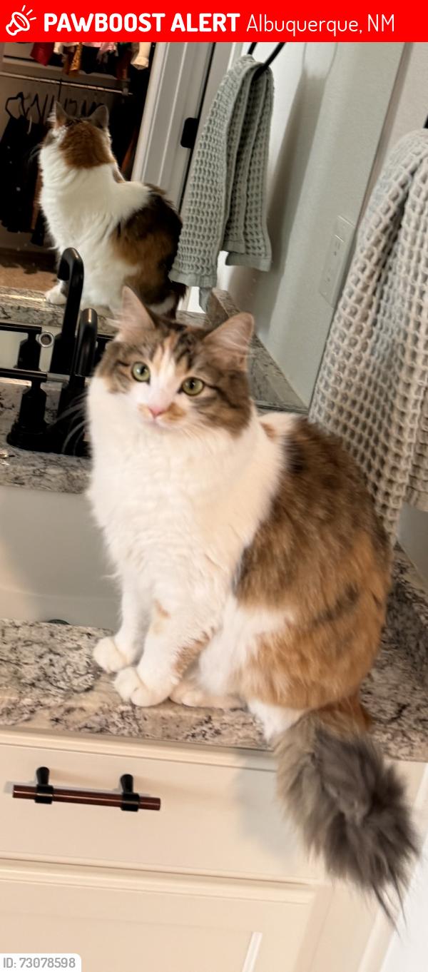 Lost Female Cat last seen Mesa Del Sol, De Kooning & Stryker, Albuquerque, NM 87105