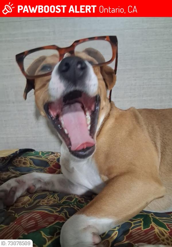 Lost Male Dog last seen Near Lindsay Privado Dr, Ontario, CA 91761, Ontario, CA 91761