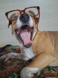 Lost Male Dog last seen Near Lindsay Privado Dr, Ontario, CA 91761, Ontario, CA 91761