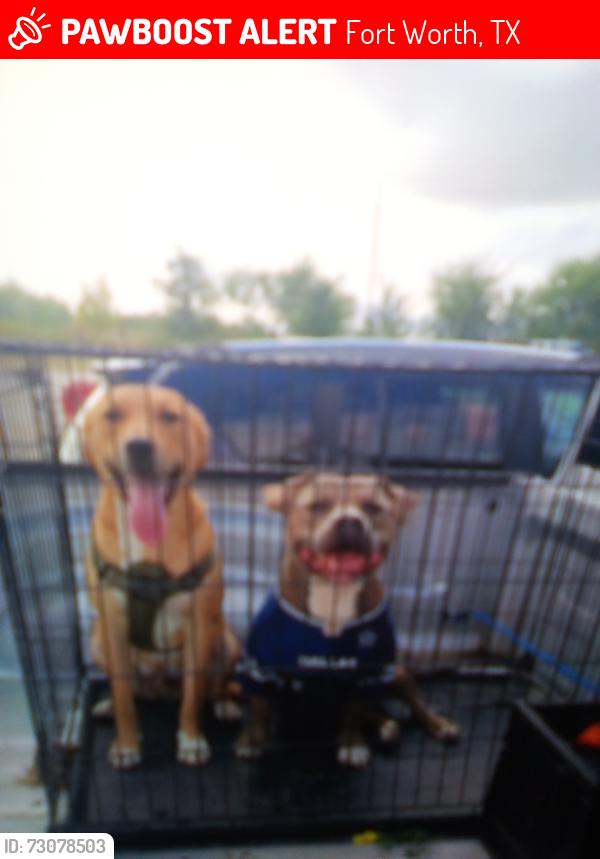 Lost Male Dog last seen Berry y riverside forth worth, Fort Worth, TX 76104