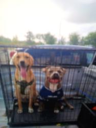 Lost Male Dog last seen Berry y riverside forth worth, Fort Worth, TX 76104