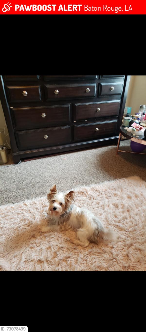 Lost Male Dog last seen Greenwell Street, Baton Rouge, LA 70812
