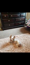 Lost Male Dog last seen Greenwell Street, Baton Rouge, LA 70812