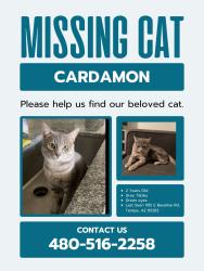 Lost Male Cat last seen Lakeview at the bay apts, Tempe, AZ 85281