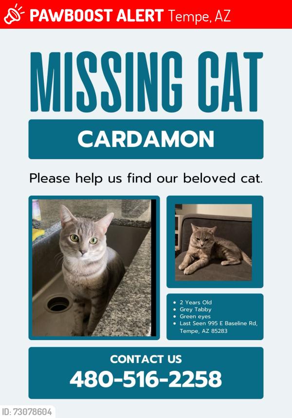Lost Male Cat last seen Lakeview at the bay apts, Tempe, AZ 85281