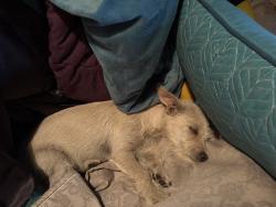 Found/Stray Female Dog last seen 70th street off of 36th Avenue., Tampa, FL 33619