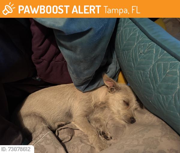 Found/Stray Female Dog last seen 70th street off of 36th Avenue., Tampa, FL 33619