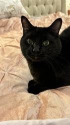 Reunited Male Cat last seen Near memorial drive, Houston , Houston, TX 77024