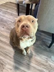 Lost Male Dog last seen Young street Springdale Arkansas, Springdale, AR 72764