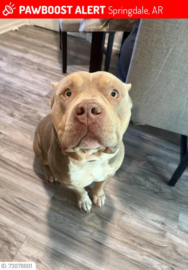 Lost Male Dog last seen Young street Springdale Arkansas, Springdale, AR 72764
